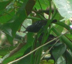 Myrmotherula