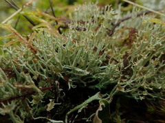 Cladonia crispata