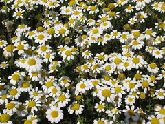 Anthemis maritima