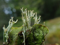 Cladonia crispata