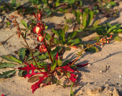 Rumex pictus