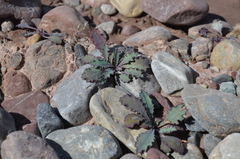 Askellia karelinii