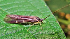 Macrostemum digramma