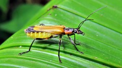 Chauliognathus atroscutellaris