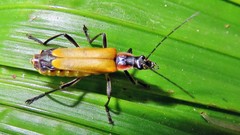 Chauliognathus atroscutellaris