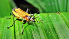 Chauliognathus atroscutellaris