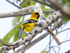 Icterus nigrogularis