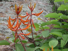Erythrina leptorhiza