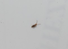 Entomobrya nigrocincta