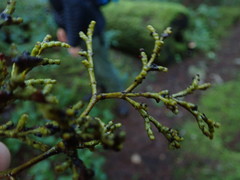 Arceuthobium tsugense