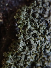 Montanelia disjuncta