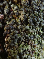 Montanelia disjuncta