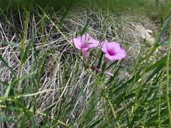 Ipomoea leptophylla
