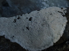 Lecanora rupicola
