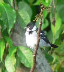 Sporophila americana