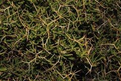 Sarcopoterium spinosum