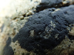 Hydropunctaria maura