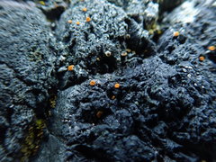 Polycauliona luteominia luteominia