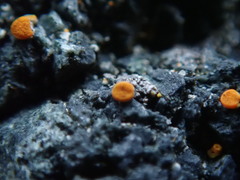Polycauliona luteominia luteominia
