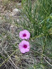 Ipomoea leptophylla