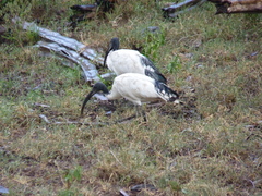 Threskiornis aethiopicus