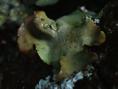 Dermatocarpon reticulatum