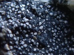 Rhizocarpon distinctum