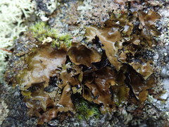 Umbilicaria polyphylla