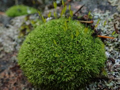 Hymenoloma crispulum