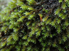 Hedwigia stellata