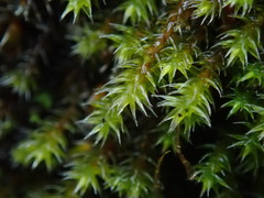 Hedwigia stellata