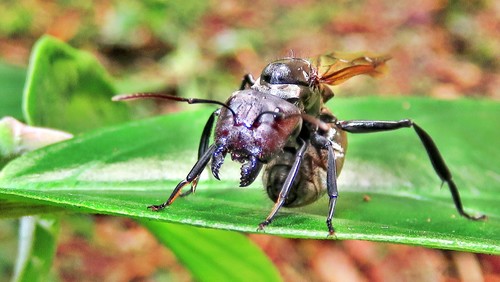 Shimmering Golden Sugar ant