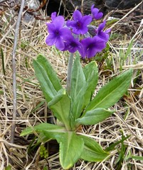 Primula macrophylla