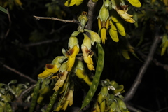 Anagyris foetida