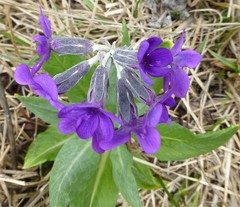 Primula macrophylla