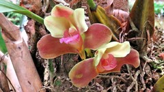 Bifrenaria