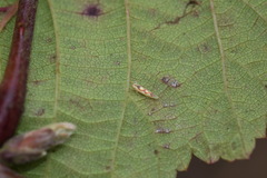 Zygina flammigera