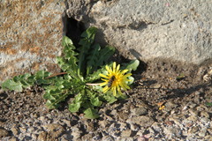 Taraxacum hybernum