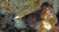 Parablennius marmoreus
