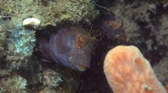Parablennius marmoreus