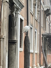 Egretta garzetta