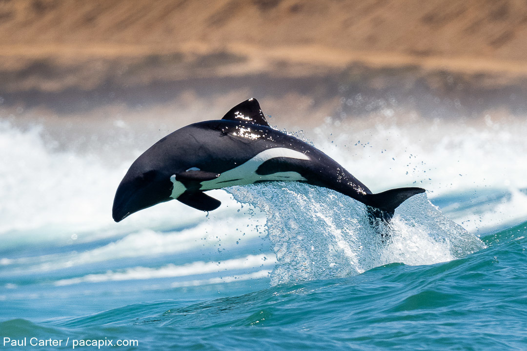Cetaceans (Infraorder Cetacea) · iNaturalist