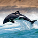 Ballenas, Delfines Y Parientes - Photo (c) Paul Carter, algunos derechos reservados (CC BY-NC), subido por Paul Carter