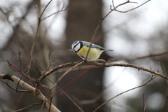 Cyanistes caeruleus