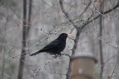 Turdus merula