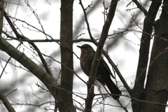 Turdus merula