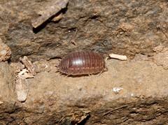 Leptotrichus