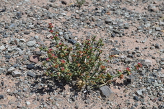Anabasis pelliotii