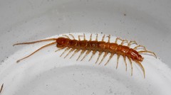 Eupolybothrus litoralis