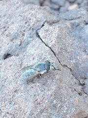 Apatolestes